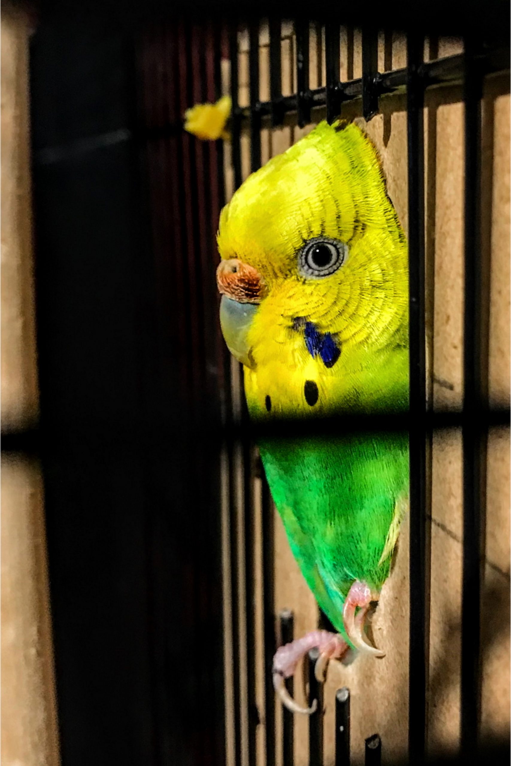 Budgie Pets